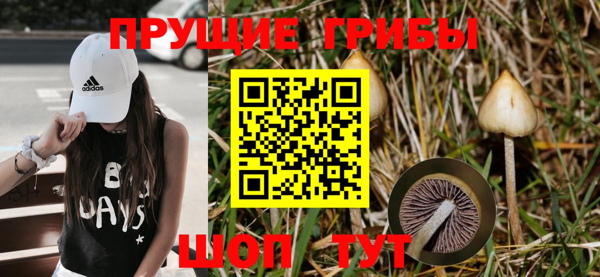купить   Вход с VPN  Бийск  Псилоцибиновые грибы мицелий 
